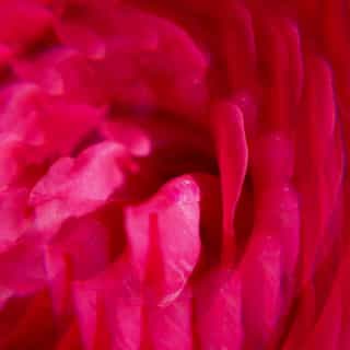 Gingembre Rouge Wellbeing Fragrant Water