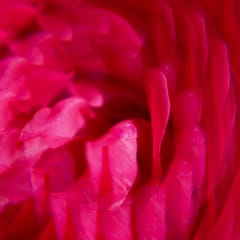 Gingembre Rouge Wellbeing Hand Cream
