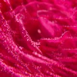 Rose Wellbeing Shower Gel