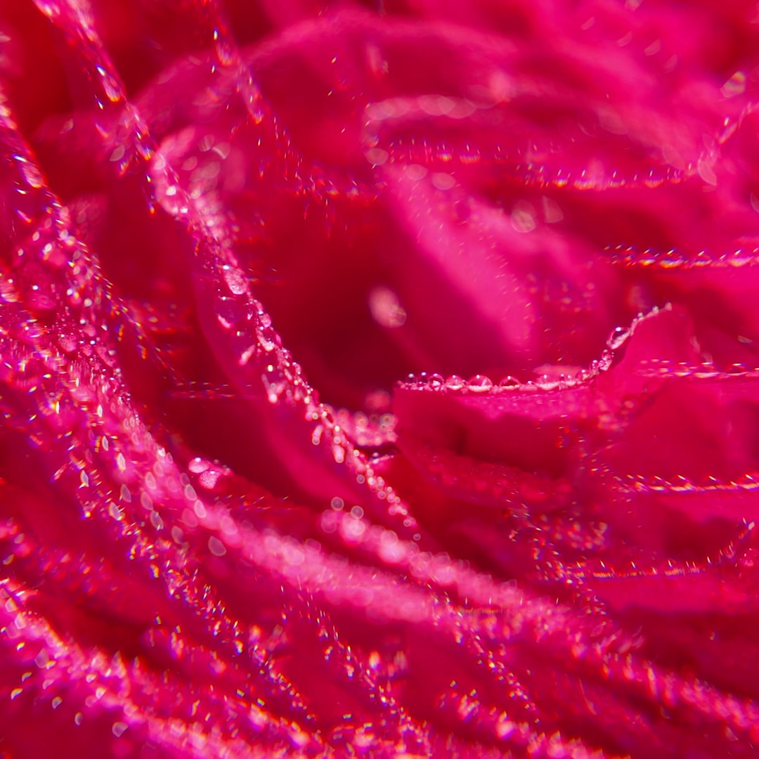Rose Wellbeing Fragrant Water