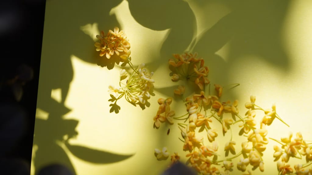 Fleur d'Osmanthus : découvrir la note florale aux accents d'abricot